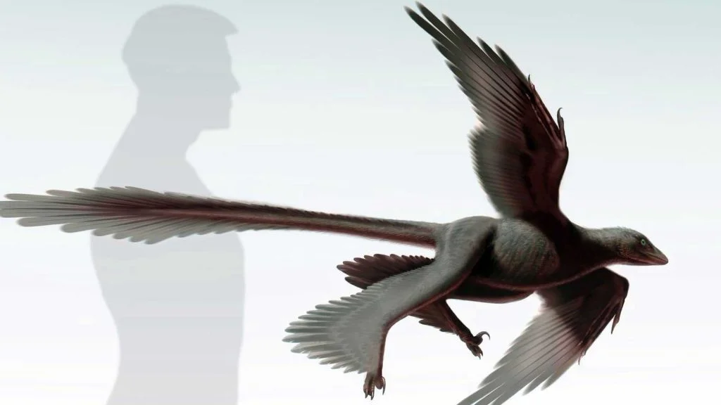 Changyuraptor yangi, un nouveau dinosaure à plumes