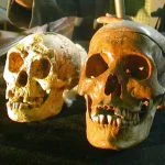 A gauche, le crane de l'Homme de Florès (Homo floresiensis), à côté du crâne d'un humain normal, lors de sa présentation à Yogyakarta, Indonésie le 5 novembre 2004.