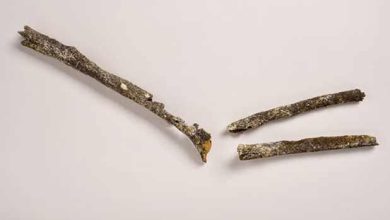 Ces trois os appartenant au bras gauche d'un pré-néandertalien vieux d'environ 200 000 ans ont été trouvés en Seine-Maritime.