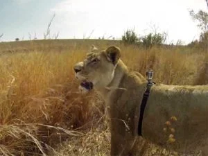 gopro-video-dune-lionne-en-train-chasser