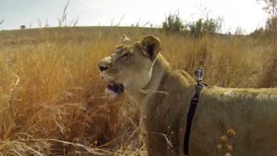 GoPro : la vidéo d'une lionne en train de chasser !