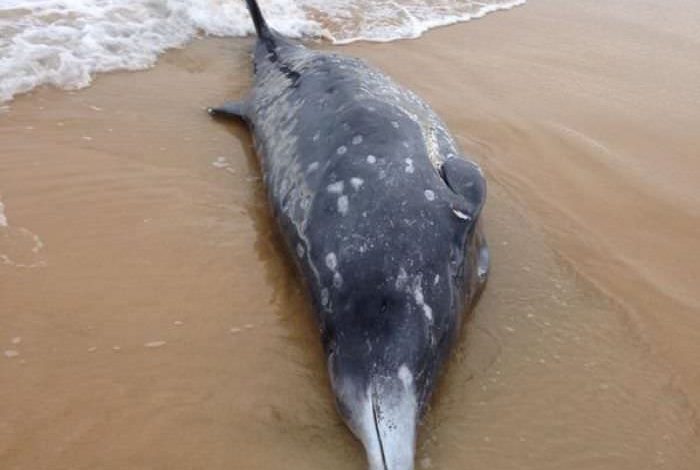 Insolite : une baleine à bec s'échoue en Australie