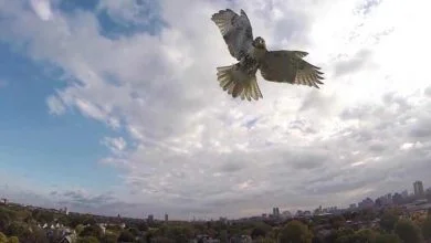 Une impressionnante vidéo d'un rapace attaquant un drone