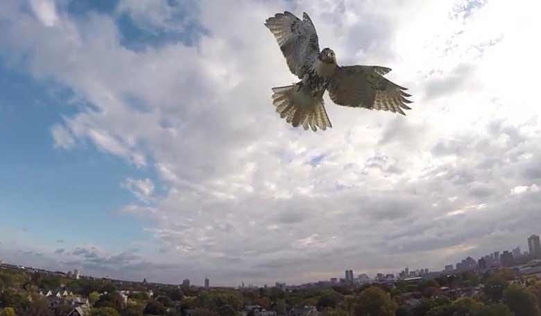 Une impressionnante vidéo d'un rapace attaquant un drone