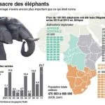 Le nombre d'éléphants s'est effondré de 60 % entre 2002 et 2011.