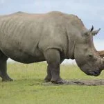 Un rhinocéros blanc près du lac Nakuru, au Kenya. Ces animaux sont parmi les plus menacés par le braconnage.