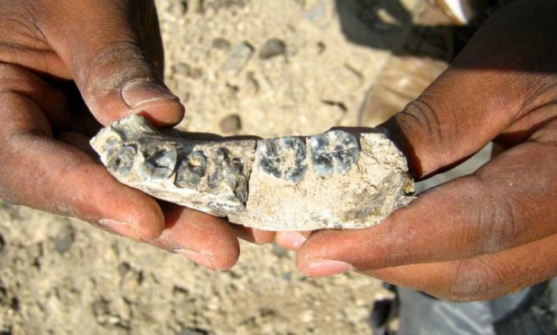 Un fossile repousse de 400 000 ans l'origine de l'homme