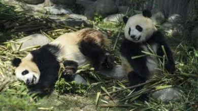 Le panda, un carnivore qui s'ignore