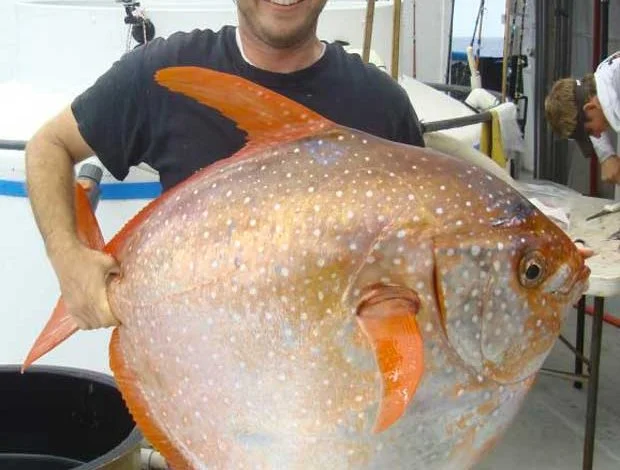 Le biologiste Nick Wegner avec un spécimen de poisson-lune capturé au large de la côte californienne, jeudi 14 mai 2015.