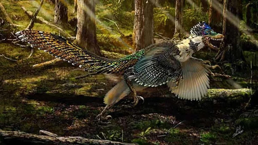 Zhenyuanlong Suni, le plus grand dinosaure à plumes du monde