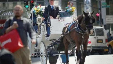 Canada : la guerre des calèches