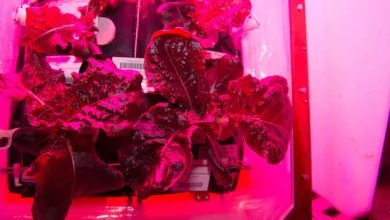 ISS : les astronautes vont manger une salade cultivée à bord de la station