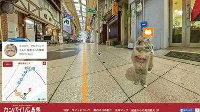 Cat Street View : voir le monde comme si on était un chat