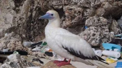 Pratiquement tous les oiseaux marins auront avalé du plastique d'ici 2050