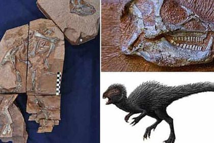 Dinosaure : les mystères de l'Heterodontosaurus apparaissent aux rayons X