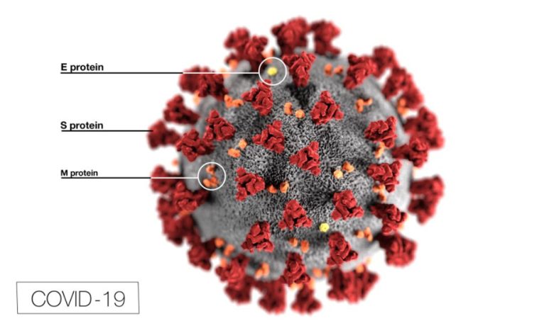 Une étude suggère que la mutation pourrait rendre le coronavirus plus infectieux