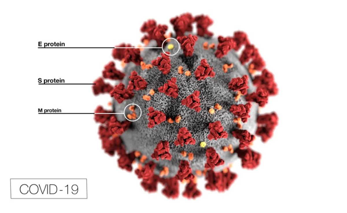 Une étude suggère que la mutation pourrait rendre le coronavirus plus infectieux