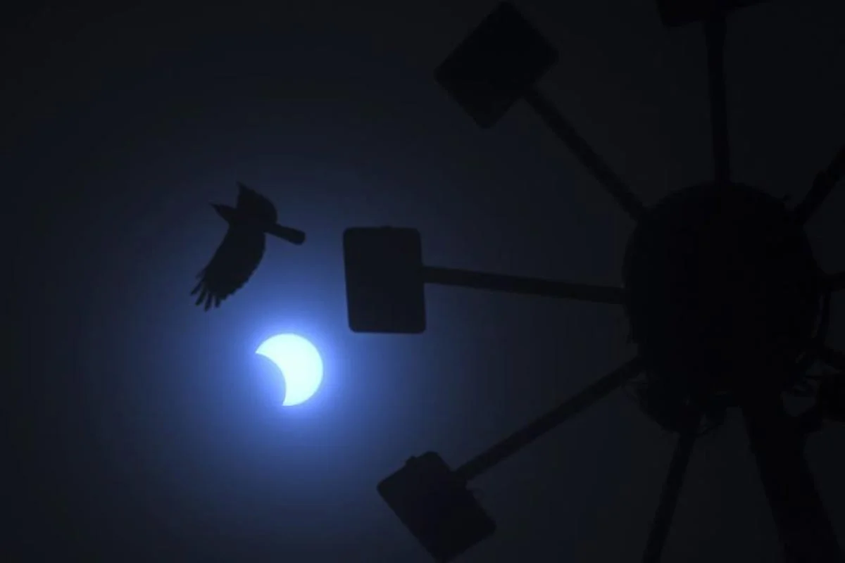 Un oiseau vole au passage de la lune qui se déplace devant le soleil pendant l'éclipse solaire annulaire de Chennai.