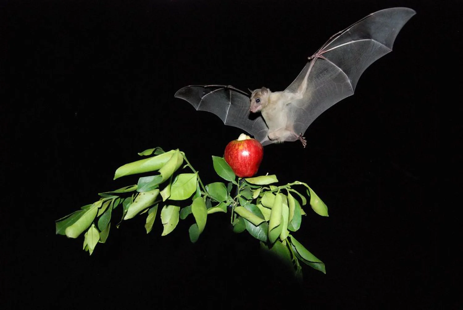 Chauve-souris frugivore