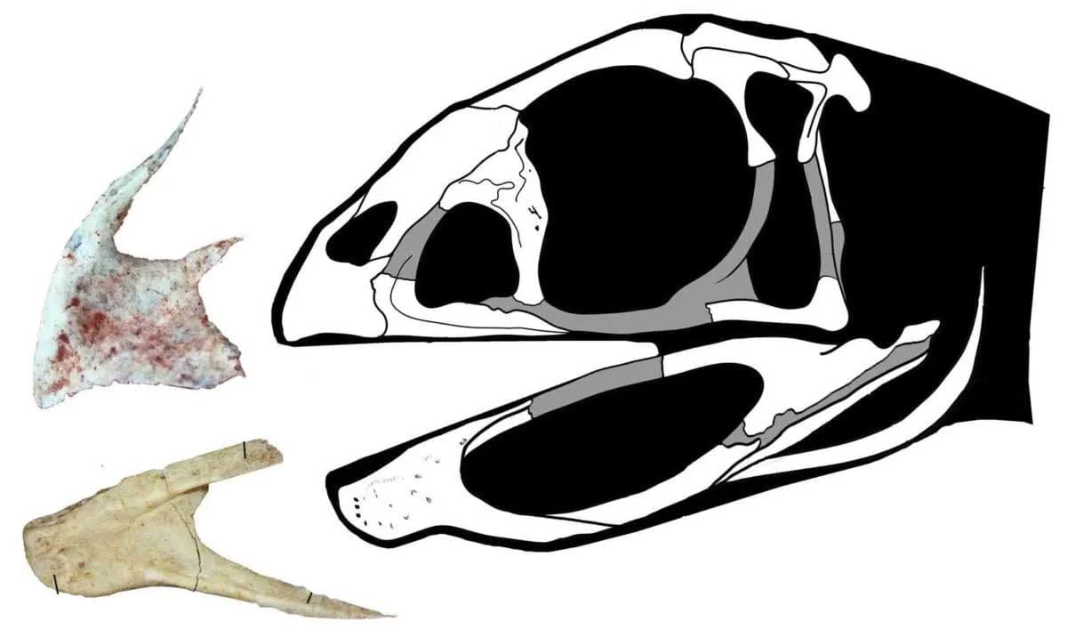 Dessin de la tête de Berthasaura Leopoldina